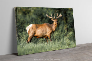 Elk wall art – Western wildlife fine art photography by Debra Gail Fine Art