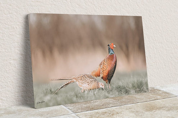 Debra Gail Fine Art Canvas Wrap / 10x8 Majestic Pheasant Pair - Rustic Nature Wall Art No. 0718