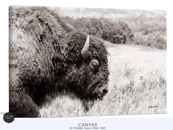 Debra Gail Fine Art Canvas Wrap / 10x8 MAJESTIC PLAINS BISON - WESTERN DECOR