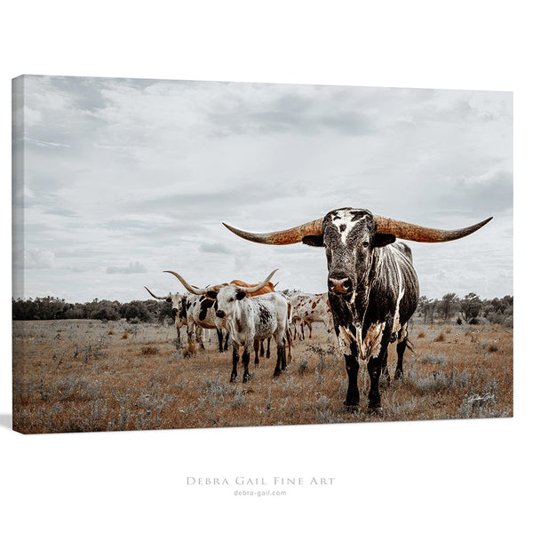 Debra Gail Fine Art Canvas Wrap / 10x8 Majestic Texas Longhorns - Western Ranch Decor