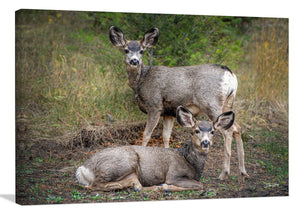 Deer wall art – rustic prairie wildlife fine art print by Debra Gail Fine Art