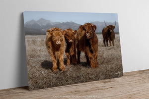 Highland cow wall art – rustic farmhouse fine art print by Debra Gail Fine Art