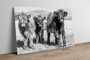 Highland cow wall art – farmhouse decor fine art photography by Debra Gail Fine Art