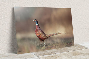 Pheasant wall art – canvas framed print Kansas prairie fine art photography by Debra Gail Fine Art