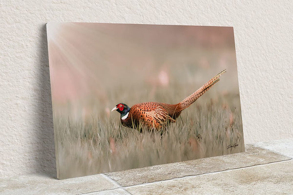 Debra Gail Fine Art Canvas Wrap / 10x8 Pheasant Wall Art - Rustic Nature Decor No. 0642