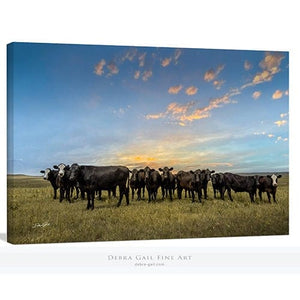 Angus cow canvas wall art – Western ranch fine art photography by Debra Gail Fine Art