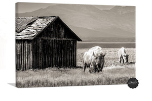 Buffalo Bison wall art canvas – rustic prairie photography print by Debra Gail Fine Art