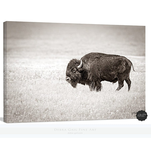 Debra Gail Fine Art Canvas Wrap / 10x8 SOLITARY BISON - FINE ART PHOTOGRAPHY PRINT RUSTIC WESTERN DECOR