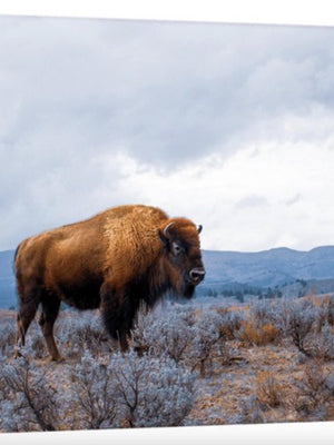 Bison wall art canvas print – rustic prairie farmhouse western decor