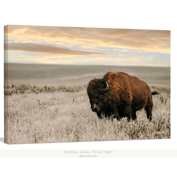 Debra Gail Fine Art Canvas Wrap / 10x8 SUNSET PHOTOGRAPHY - THE BISON BULL