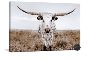 Texas Longhorn wall canvas barnwood framed Western fine art print by Debra Gail Fine Art