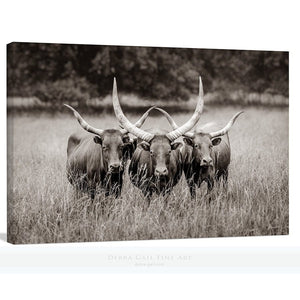 Longhorn cow wall decor canvas – rustic Western fine art print by Debra Gail Fine Art