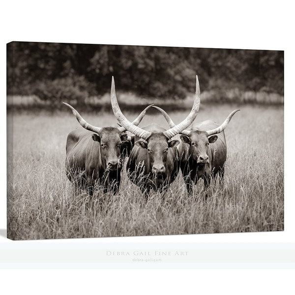 Debra Gail Fine Art Canvas Wrap / 10x8 Texas Longhorn Watusi Art - Western Decor