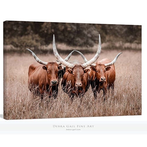 Debra Gail Fine Art Canvas Wrap / 10x8 Texas Longhorn Watusi Canvas Art Print - Western Style