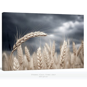Wheat field wall art – Kansas prairie agriculture photography by Debra Gail Fine Art