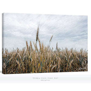 Wheat field wall art – Kansas prairie agriculture photography by Debra Gail Fine Art