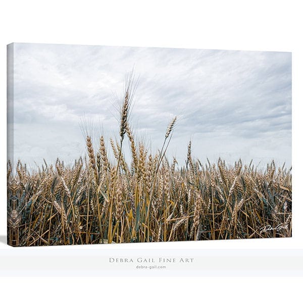 Debra Gail Fine Art Canvas Wrap / 10x8 WHEATFIELD NATURE PHOTOGRAPHY - RURAL KANSAS LANDSCAPE ART