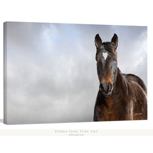 Debra Gail Fine Art Canvas Wrap / 10x8 WILD HORSE HEART - NATURE PHOTOGRAPHY ART PRINT