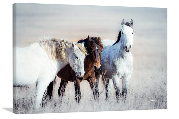 Debra Gail Fine Art Canvas Wrap / 18x12 WILD HORSES PRINT - FLINT HILLS WALL ART