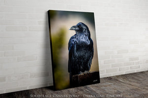 Raven wall art – predator bird wildlife fine art photography by Debra Gail Fine Art