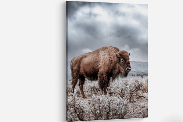 Debra Gail Fine Art Canvas Wrap / 8x10 SPIRIT OF THE WILD WEST - BISON WESTERN DECOR