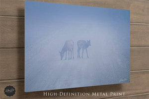 Elk wall art – Western wildlife fine art photography by Debra Gail Fine Art