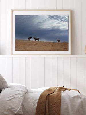 Elk wall art – Western wildlife fine art photography by Debra Gail Fine Art