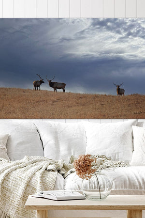 Elk wall art – Western wildlife fine art photography by Debra Gail Fine Art