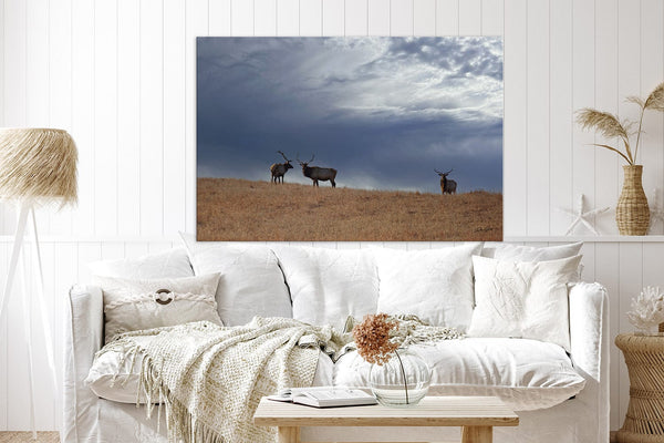 Debra Gail Fine Art ELK UNDER STORMY SKIES - KANSAS PHOTOGRAPHY PRINT No. 0733