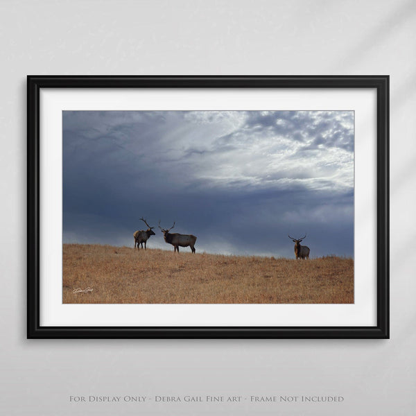 Debra Gail Fine Art ELK UNDER STORMY SKIES - KANSAS PHOTOGRAPHY PRINT No. 0733