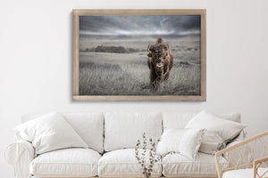 Buffalo fine art print – Great Plains wildlife wall decor by Debra Gail Fine Art