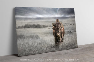 Buffalo fine art print – Great Plains wildlife wall decor by Debra Gail Fine Art