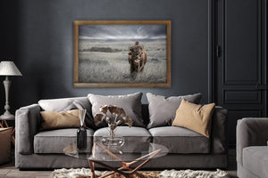 Buffalo fine art print – Great Plains wildlife wall decor by Debra Gail Fine Art