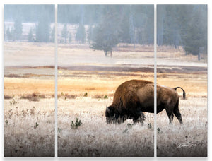 Bison triptych wall art – XL Western split canvas photography by Debra Gail Fine Art