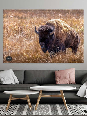 Buffalo Bison wall art canvas – rustic prairie photography print by Debra Gail Fine Art