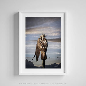 Hawk wall art – predator bird wildlife fine art photography by Debra Gail Fine Art