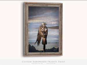 Hawk wall art – predator bird wildlife fine art photography by Debra Gail Fine Art