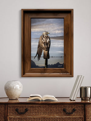 Hawk wall art – predator bird wildlife fine art photography by Debra Gail Fine Art