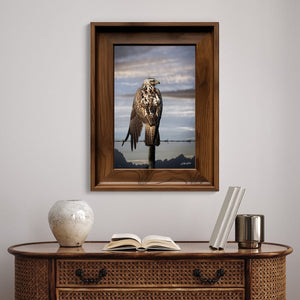 Hawk wall art – predator bird wildlife fine art photography by Debra Gail Fine Art