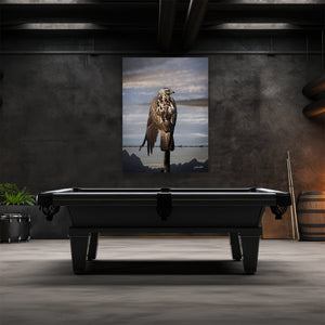 Hawk wall art – predator bird wildlife fine art photography by Debra Gail Fine Art