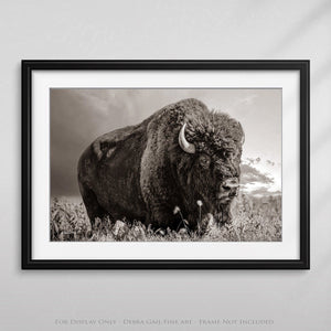 Bison wall art – rustic prairie photography print by Debra Gail Fine Art