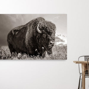 Debra Gail Fine Art LARGE BISON WALL ART PRINT OR CANVAS BY DEBRA GAIL