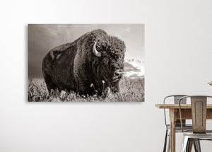 Bison wall art – rustic prairie photography print by Debra Gail Fine Art