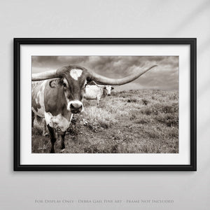 Texas Longhorn wall art – Western ranch photography print by Debra Gail Fine Art