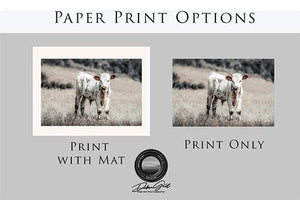 Debra Gail Fine Art Longhorn Canvas Wall Art in Farmhouse Colors