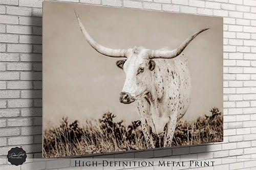 Debra Gail Fine Art Longhorn Canvas Wall Art in Neutral Farmhouse Colors