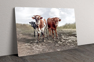 Texas Longhorn wall art – calves cow Western ranch photography print by Debra Gail Fine Art