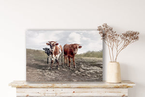 Texas Longhorn wall art – calves cow Western ranch photography print by Debra Gail Fine Art