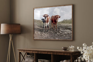 Texas Longhorn wall art – calves cow Western ranch photography print by Debra Gail Fine Art