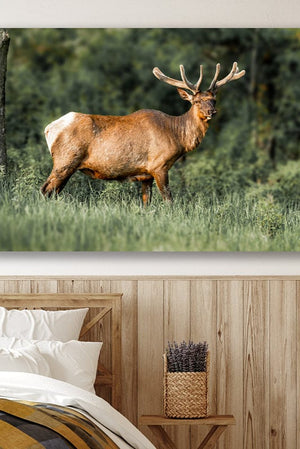 Elk wall art – Western wildlife fine art photography by Debra Gail Fine Art